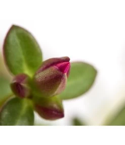 Portulakröschen -Outdoor Living Verkauf 8817199 WE DE 001 PortulacaUmbraticolaT11