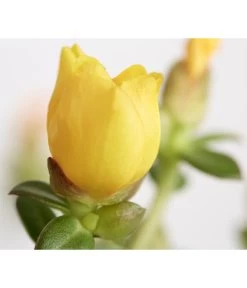 Portulakröschen -Outdoor Living Verkauf 8817199 WE DE 003 PortulacaUmbraticolaT11