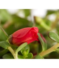 Portulakröschen -Outdoor Living Verkauf 8817199 WE DE 004 PortulacaUmbraticolaT11