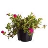 Portulakröschen -Outdoor Living Verkauf 8817199 WE FS 001 PortulacaUmbraticolaT11