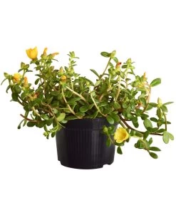 Portulakröschen -Outdoor Living Verkauf 8817199 WE FS 002 PortulacaUmbraticolaT11