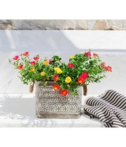 Portulakröschen -Outdoor Living Verkauf 8817199 WE MO 001 PortulacaT11