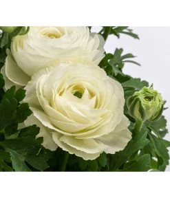 Beet- & Balkonpflanzen-Set Weißer Frühling, 6-teilig -Outdoor Living Verkauf 8817355 WE DE 001 RanunkelnT11Weiss