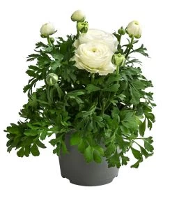 Beet- & Balkonpflanzen-Set Weißer Frühling, 6-teilig -Outdoor Living Verkauf 8817355 WE FS 001 RanunkelnT11Weiss