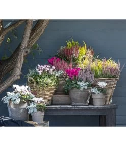 Mueca - Gitterkraut Und Mühlenbeckia 13 Mueca - Gitterkraut Und Mühlenbeckia -Outdoor Living Verkauf 8819260 WE MO 001 Herbstmix