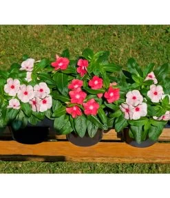 Catharanthe, Verschiedene Sorten -Outdoor Living Verkauf 8821837 BildFS 001 RosafarbenesZimmerimmergruenCatharanthusT12