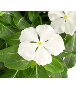 Catharanthe, Verschiedene Sorten -Outdoor Living Verkauf 8821837 PR DE 001 CatharanthusT12DehnerExpressHerzig