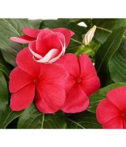 Catharanthe, Verschiedene Sorten -Outdoor Living Verkauf 8821837 PR DE 002 CatharanthusT12DehnerExpressHerzig