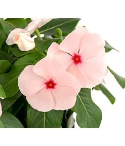 Catharanthe, Verschiedene Sorten -Outdoor Living Verkauf 8821837 PR DE 003 CatharanthusT12DehnerExpressHerzig