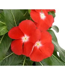 Catharanthe, Verschiedene Sorten -Outdoor Living Verkauf 8821837 PR DE 004 CatharanthusT12DehnerExpressHerzig