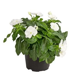 Catharanthe, Verschiedene Sorten -Outdoor Living Verkauf 8821837 PR FS 001 CatharanthusT12DehnerExpressHerzig