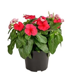 Catharanthe, Verschiedene Sorten -Outdoor Living Verkauf 8821837 PR FS 002 CatharanthusT12DehnerExpressHerzig