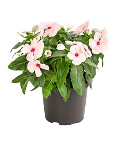 Catharanthe, Verschiedene Sorten -Outdoor Living Verkauf 8821837 PR FS 003 CatharanthusT12DehnerExpressHerzig