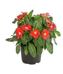 Catharanthe, Verschiedene Sorten -Outdoor Living Verkauf 8821837 PR FS 004 CatharanthusT12DehnerExpressHerzig