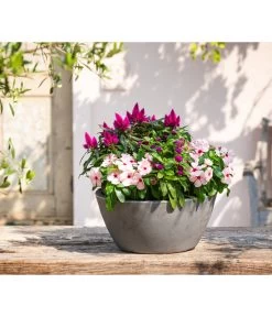 Catharanthe, Verschiedene Sorten -Outdoor Living Verkauf 8821837 WE MO 001 CatharantusImmergruent12