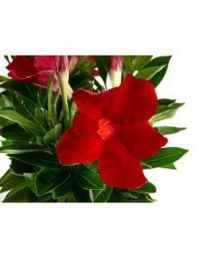 Dipladenie, Ampel -Outdoor Living Verkauf 8822827 WE DE 001 DipladenieT14