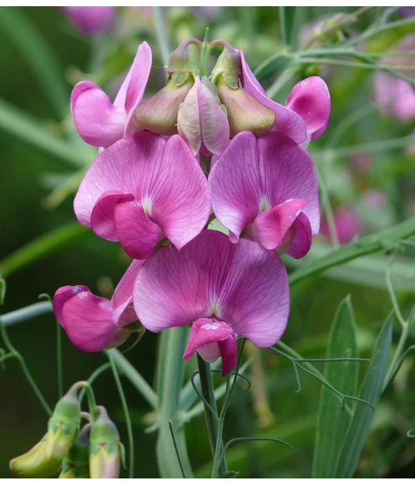 Duftwicke 5 Duftwicke – Bild 3