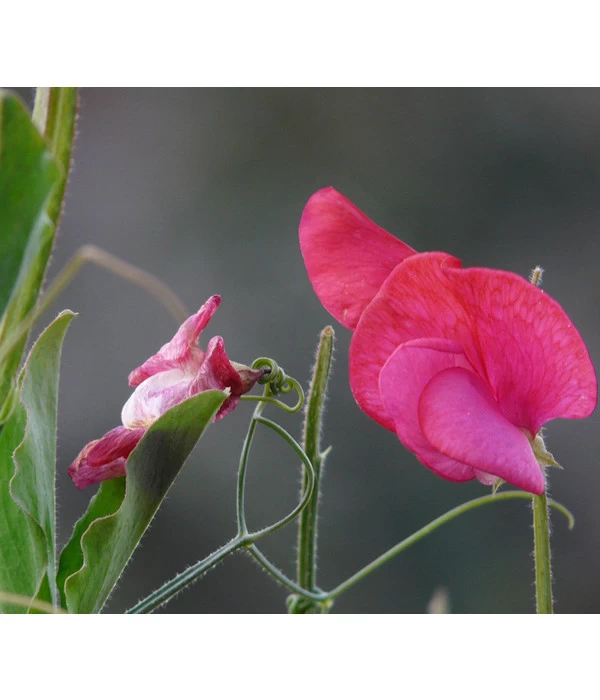 Duftwicke 6 Duftwicke – Bild 4