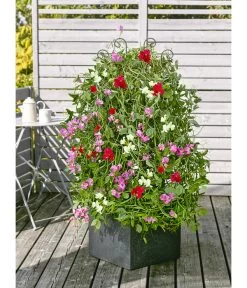 Duftwicke 7 Duftwicke -Outdoor Living Verkauf 8824914 WE MO 001 LathyrusOdoratusPlatterbseT13