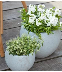 Levkoje, Verschiedene Sorten -Outdoor Living Verkauf 8826083 8823155 PR MO 001 LevkojeMatthiolaEuphorbiaDiamondFrostZauberschneeOlafSzcepaniak