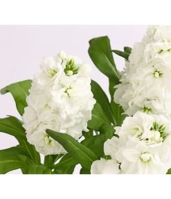 Levkoje, Verschiedene Sorten -Outdoor Living Verkauf 8826083 WE DE 002 MatthiolaLevkojeDehnerExpressHerzig