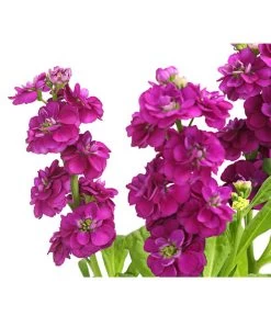 Levkoje, Verschiedene Sorten -Outdoor Living Verkauf 8826083 WE DE 003 MatthiolaLevkojeDehnerExpressHerzig