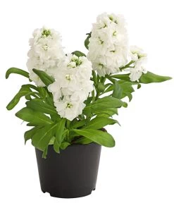 Levkoje, Verschiedene Sorten -Outdoor Living Verkauf 8826083 WE FS 002 MatthiolaLevkojeDehnerExpressHerzig