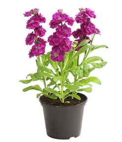 Levkoje, Verschiedene Sorten -Outdoor Living Verkauf 8826083 WE FS 003 MatthiolaLevkojeDehnerExpressHerzig