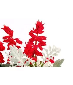 Pflanzen-Duo Feuersalbei Und Silberblatt -Outdoor Living Verkauf 8827545 PR DE 001 SaviaSenecioMixT13DehnerExpressHerzig