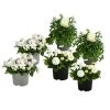 Beet- & Balkonpflanzen-Set Weißer Frühling, 6-teilig -Outdoor Living Verkauf 8827966 WE FS 001 BeetBalkonsetWeiss
