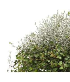 Mueca - Gitterkraut Und Mühlenbeckia 17 Mueca - Gitterkraut Und Mühlenbeckia -Outdoor Living Verkauf 8829772 PR DE 0001 GitterkrautMuecaMuehlenbeckiaDehnerHerzig