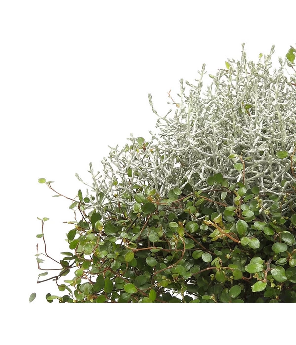 Mueca - Gitterkraut Und Mühlenbeckia 10 Mueca - Gitterkraut Und Mühlenbeckia – Bild 8