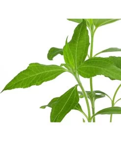 Topinambur -Outdoor Living Verkauf 8830184 WE DE 001 Topinambur