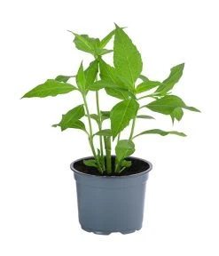 Topinambur -Outdoor Living Verkauf 8830184 WE FS 001 Topinambu