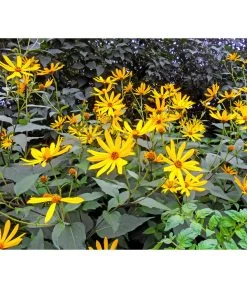 Topinambur -Outdoor Living Verkauf 8830184 WE MO 001 Topinambur