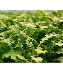 Bio Wasabi Rauke Im Pottburri®-Topf 7 Bio Wasabi Rauke Im Pottburri®-Topf -Outdoor Living Verkauf 8830291 WE DE 001 WasabiRucola