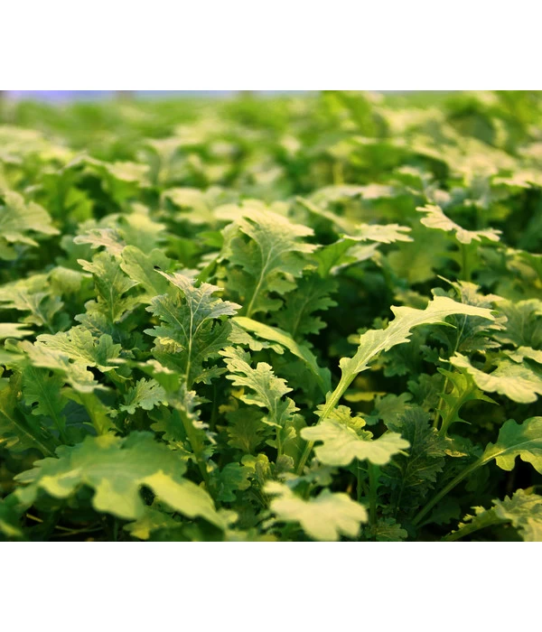 Bio Wasabi Rauke Im Pottburri®-Topf 4 Bio Wasabi Rauke Im Pottburri®-Topf – Bild 2