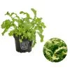 Bio Wasabi Rauke Im Pottburri®-Topf -Outdoor Living Verkauf 8830291 WE FS 001 BioPBWasabiRaukePottburri DehnerExpresssHerzig