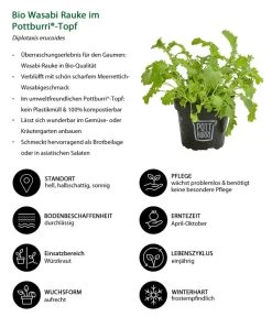 Bio Wasabi Rauke Im Pottburri®-Topf 8 Bio Wasabi Rauke Im Pottburri®-Topf -Outdoor Living Verkauf 8830291 WE IG 001 BioWasabiRaukeimPottburriTopf