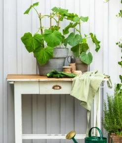 Bioland Gurke, Veredelt -Outdoor Living Verkauf 8830663 WE MO 002 Gurke CucurbitaePepoZucchiniGruen