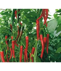 Rote Peperoni, Scharf -Outdoor Living Verkauf 8831687 WE DE 001 CapsicumAnnuumFireflameVolmary