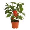Pick-a-Pep® Paprika, Rot -Outdoor Living Verkauf 8838740 PR FS 001 PaprikaRotMitFrucht