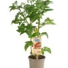 Pick-a-Tom® Cocktailtomate 'Candy' Mit Früchten -Outdoor Living Verkauf 8838815 PR FS 002 PickaTomBeerentomateCandyT14DehnerExpressHerzig