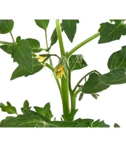 Tomate 'Previa' 9 Tomate 'Previa' -Outdoor Living Verkauf 8839136 WE DE 001 TomatePrevia