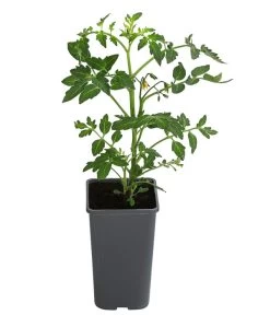 Tomate 'Previa' 7 Tomate 'Previa' -Outdoor Living Verkauf 8839136 WE FS 001 TomatePrevia