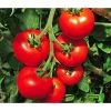 Tomate 'Previa' 1 Tomate 'Previa' -Outdoor Living Verkauf 8839136 WE MO 001 TomatePrevia