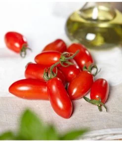 Mini San-Marzano Tomate 'Trilly' -Outdoor Living Verkauf 8839144 PR MO 0001 TomateTrillyRenner