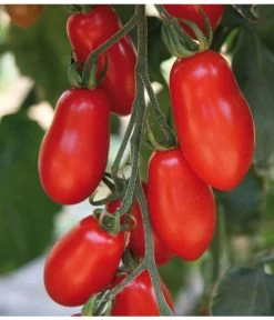 Mini San-Marzano Tomate 'Trilly' -Outdoor Living Verkauf 8839144 we DE 001 TomateTrilly