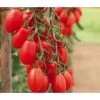 Mini San-Marzano Tomate 'Trilly' -Outdoor Living Verkauf 8839326 WE MO 002 PflaumentomateTrilly