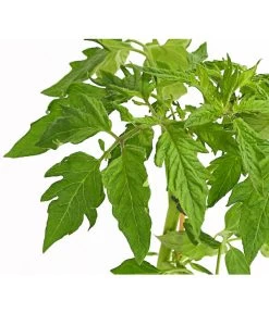 Bioland Fleischtomate -Outdoor Living Verkauf 8842627 WE DE 001 BioFleischtomateT12DehnerExpressHerzig